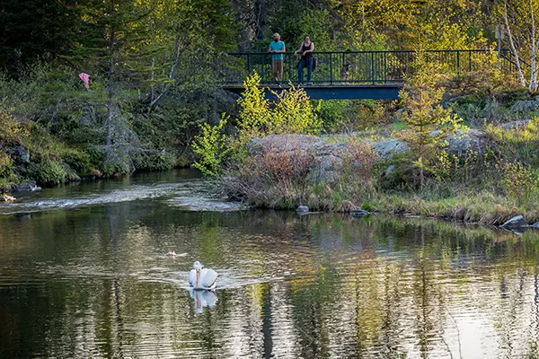 A pelican swims in the creek near the bridge on Mink Bay Trail.