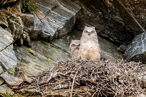 A pair of owls in a nest tucked under a granite cliff face.