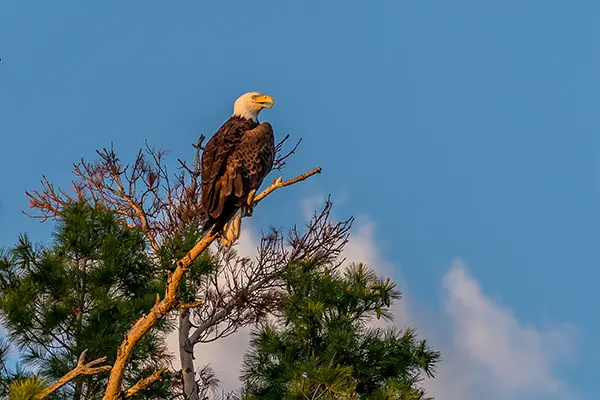 An eagle posts on a white pine, a common sight along our section of the Trans Canada Trail.