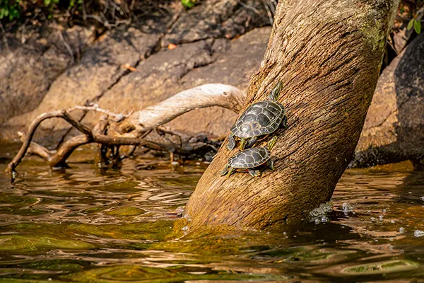 Two painted turtles enjoy the sun in the Vernon Nature Area.