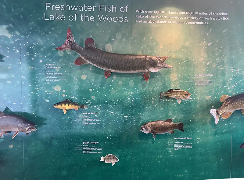 Life size models of freshwater fish on the exhibit at the Discovery Centre.