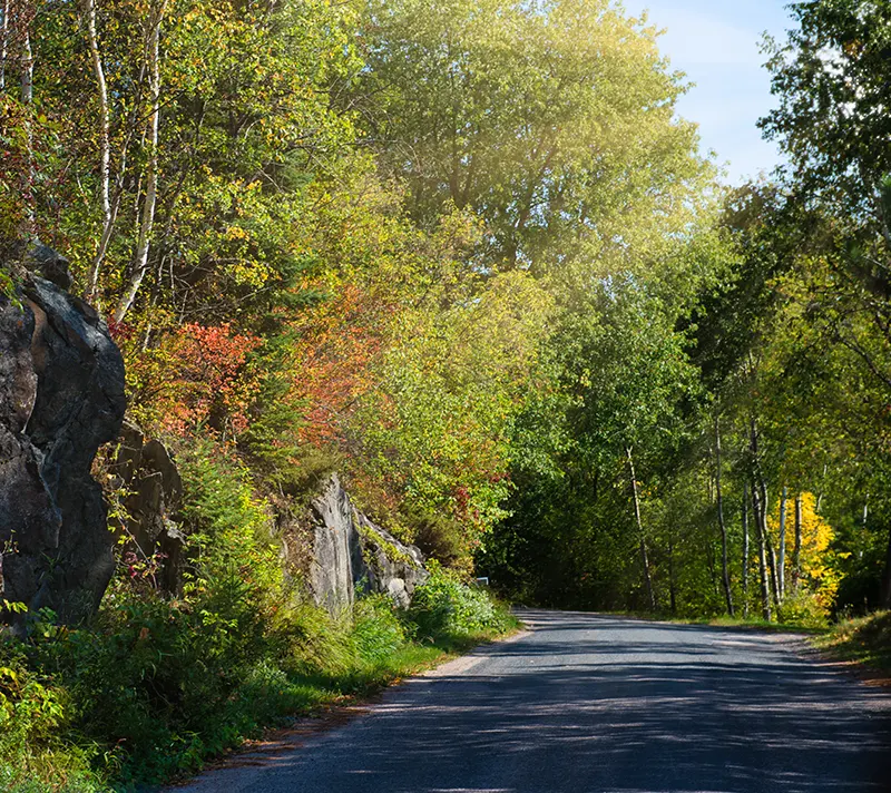 A road through the trees.