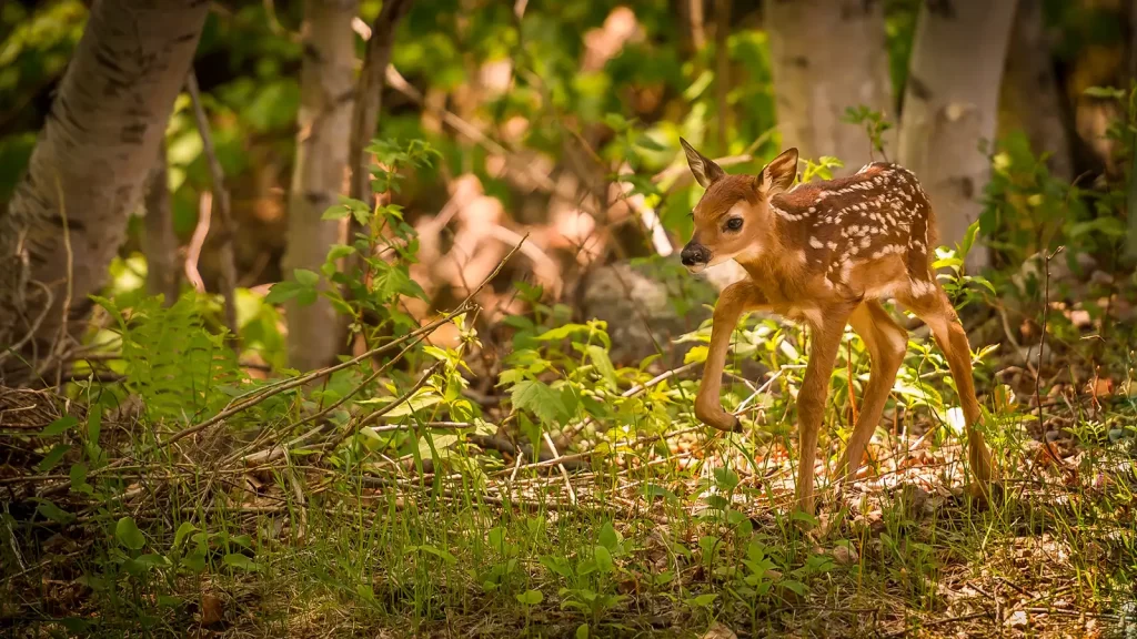 A whitetail deer faun takes its first steps through the forest.